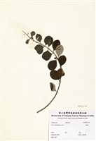 藏品(蔓荊子)的圖片